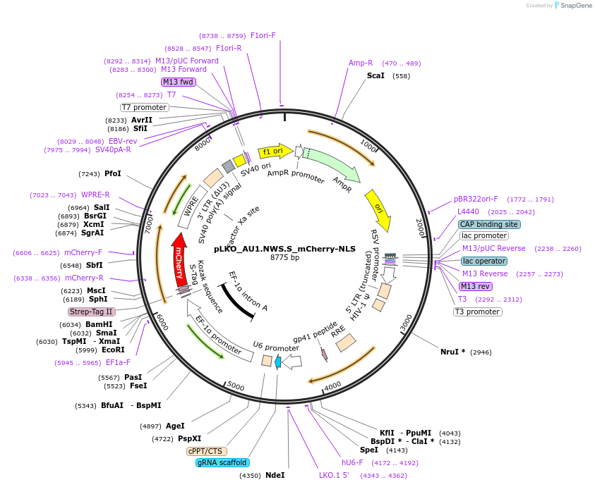 178228-plasmid-map-sequence-id-352778