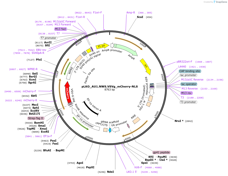 178229-plasmid-map-sequence-id-352779