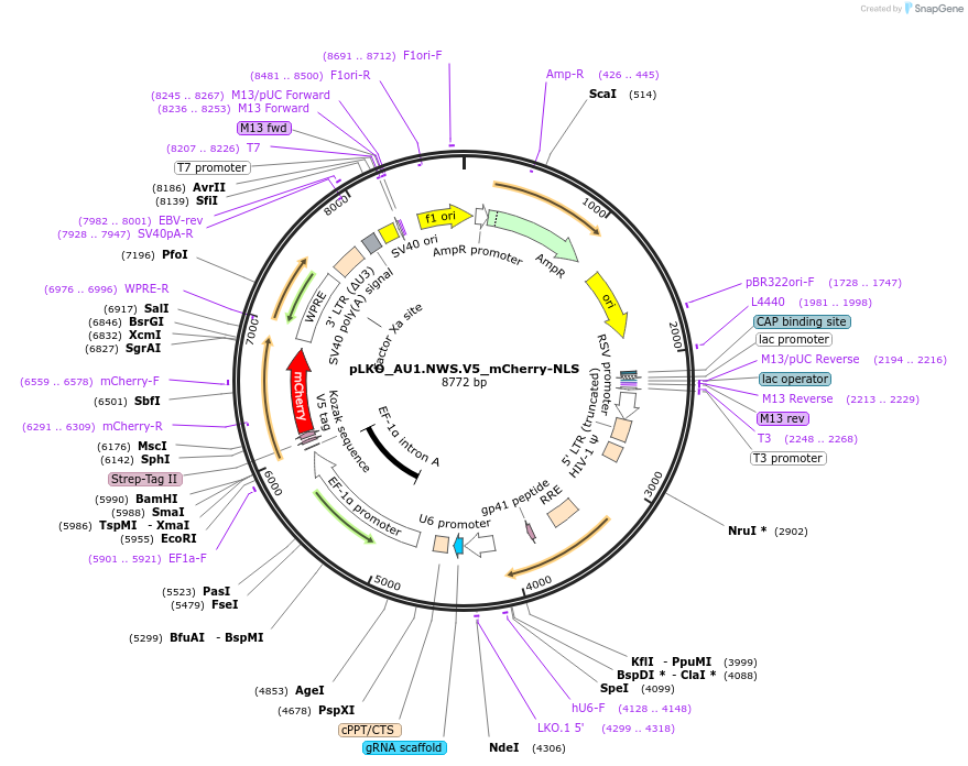 178230-plasmid-map-sequence-id-352780
