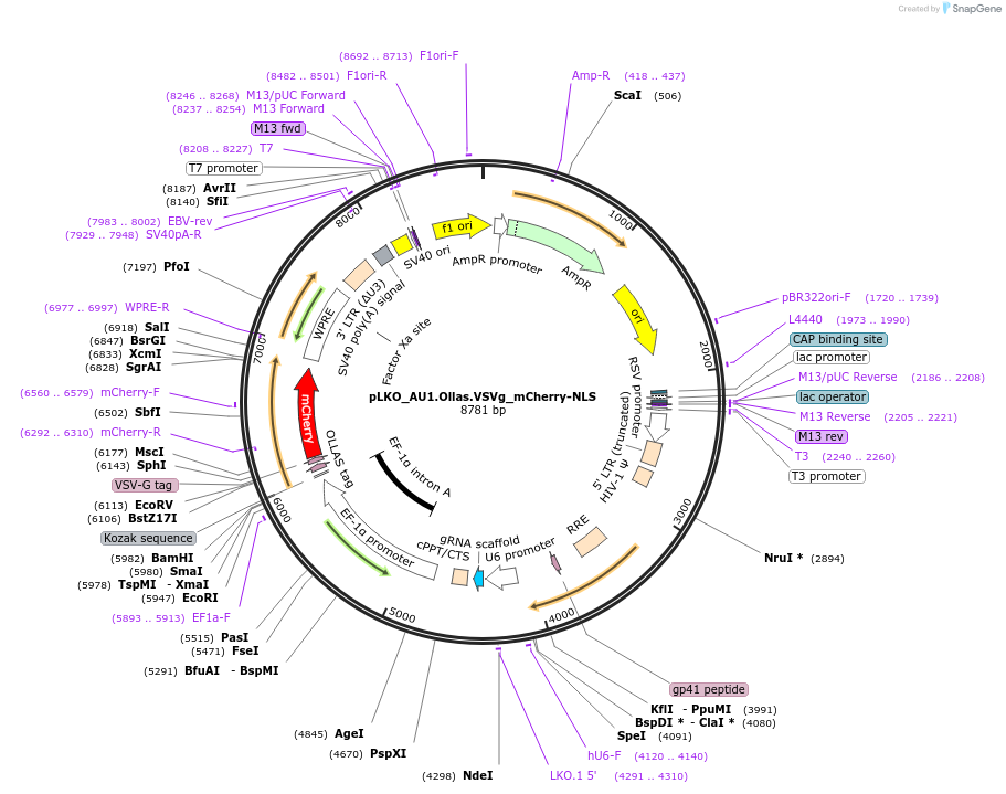 178232-plasmid-map-sequence-id-352783