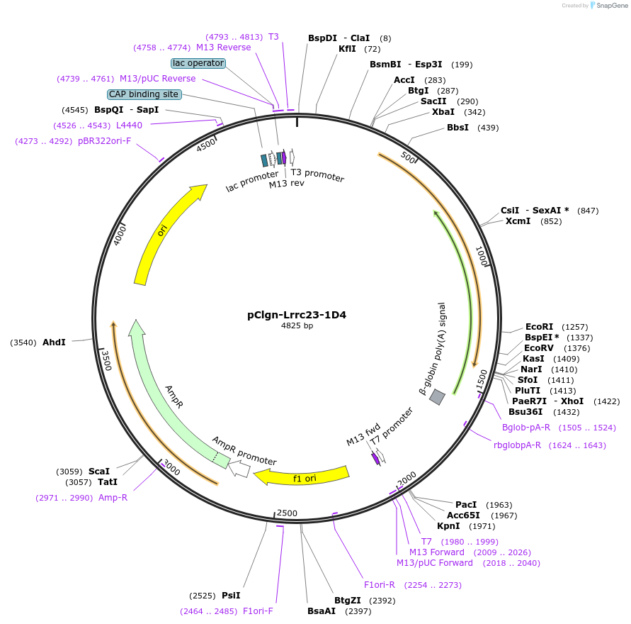 179922-plasmid-map-sequence-id-352786