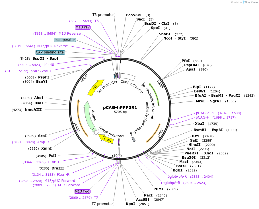 179136-plasmid-map-sequence-id-352789