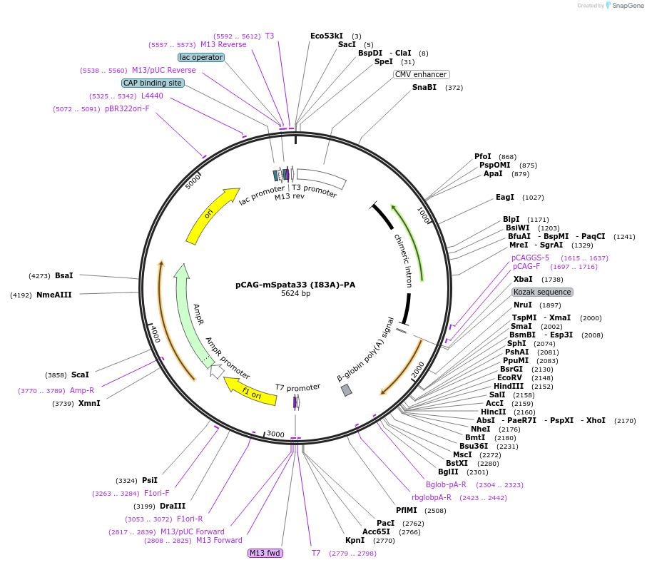 179132-plasmid-map-sequence-id-352797