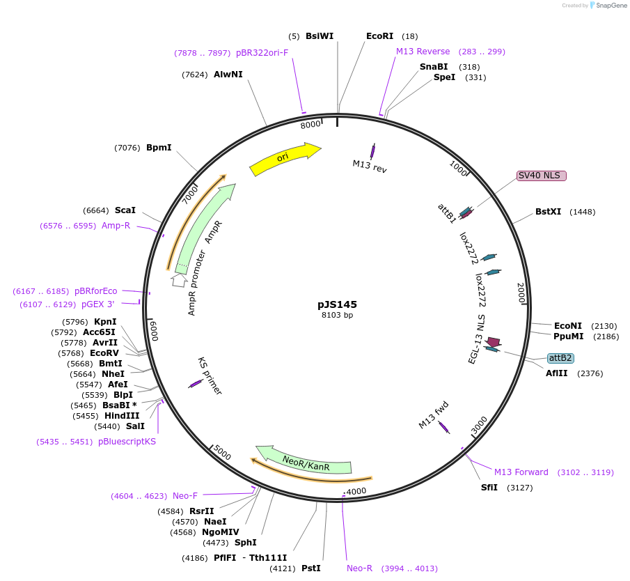 179159-plasmid-map-sequence-id-352801