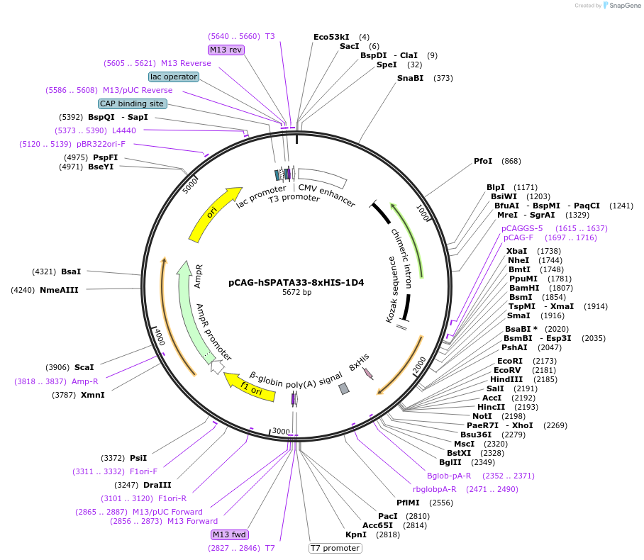 179133-plasmid-map-sequence-id-352811