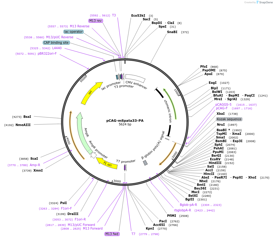 179129-plasmid-map-sequence-id-352815
