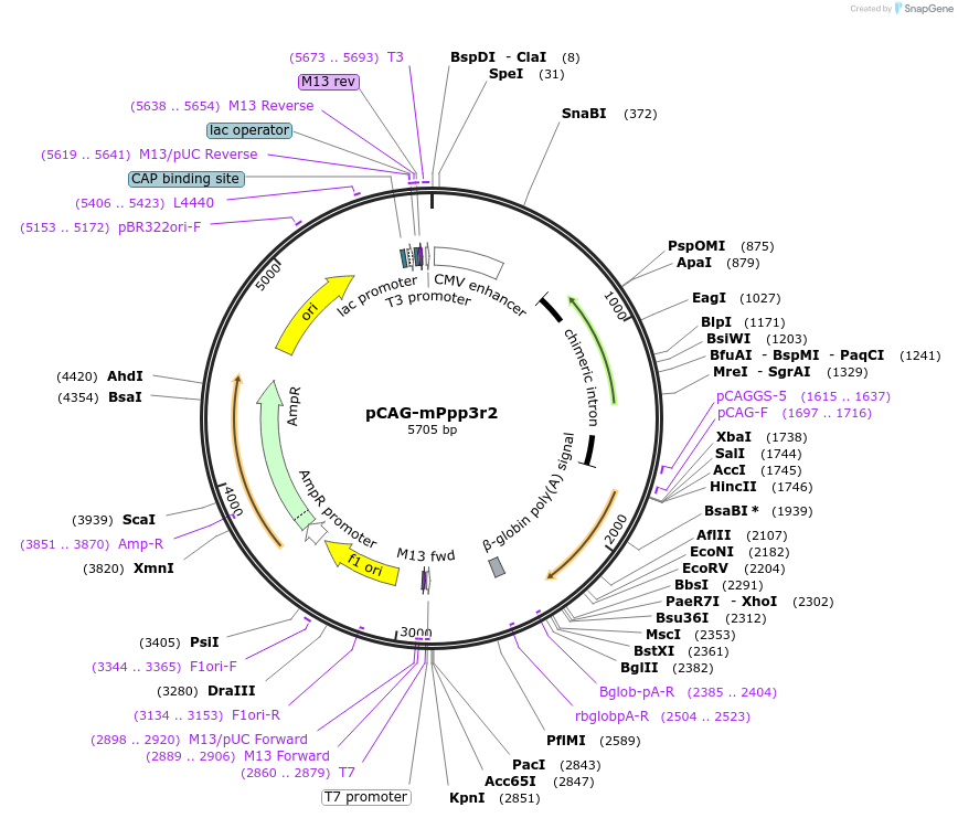 179161-plasmid-map-sequence-id-352819