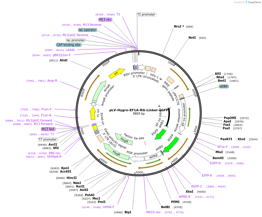 176071-plasmid-map-sequence-id-352822