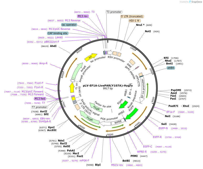 176073-plasmid-map-sequence-id-352824