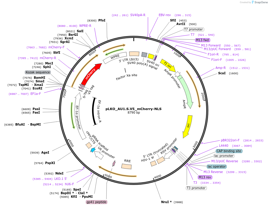 178235-plasmid-map-sequence-id-352830