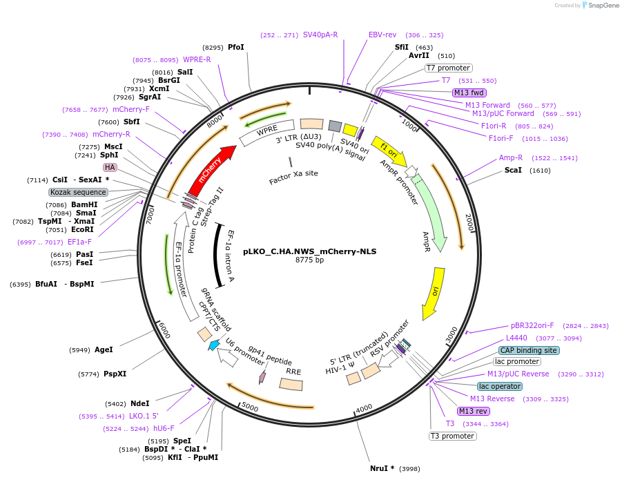 178238-plasmid-map-sequence-id-352837