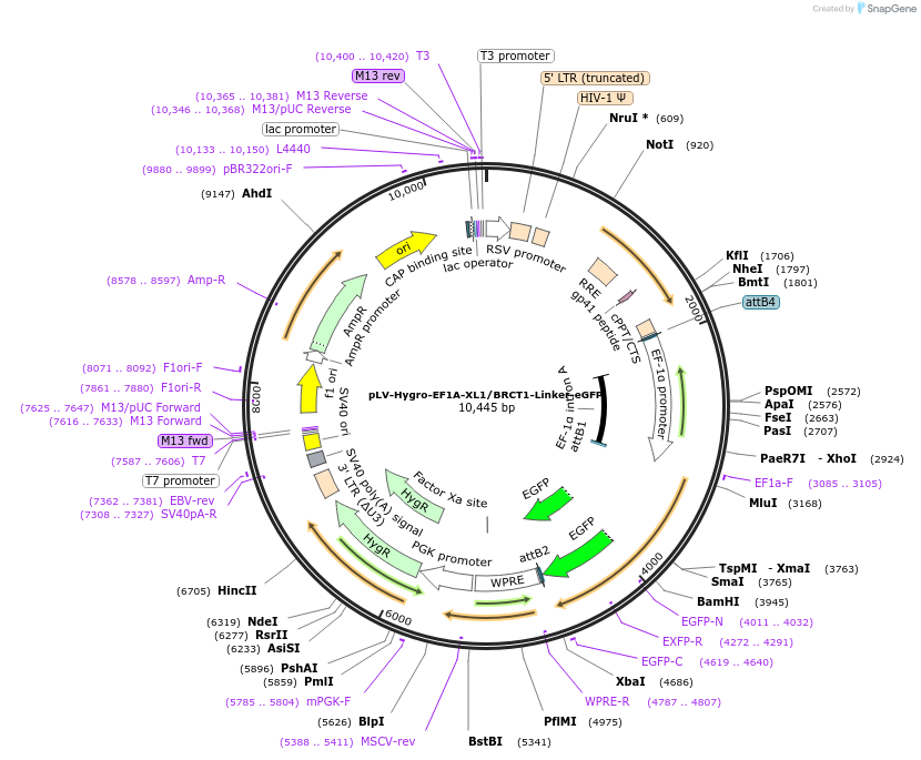 176084-plasmid-map-sequence-id-352844