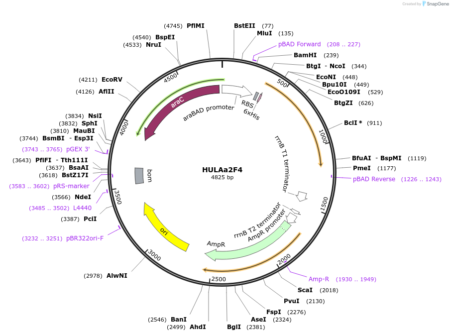 179624-plasmid-map-sequence-id-352853