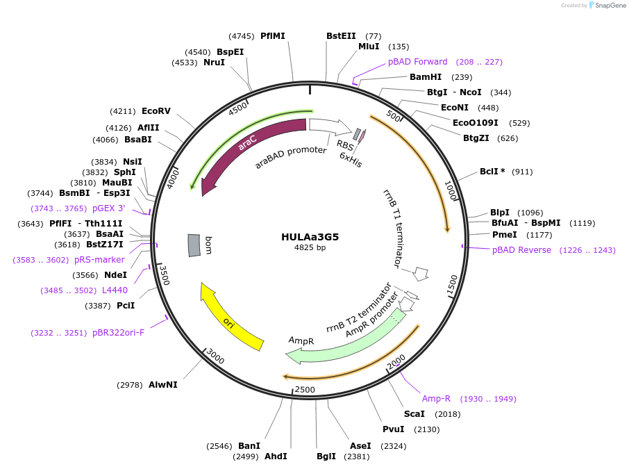 179629-plasmid-map-sequence-id-352854