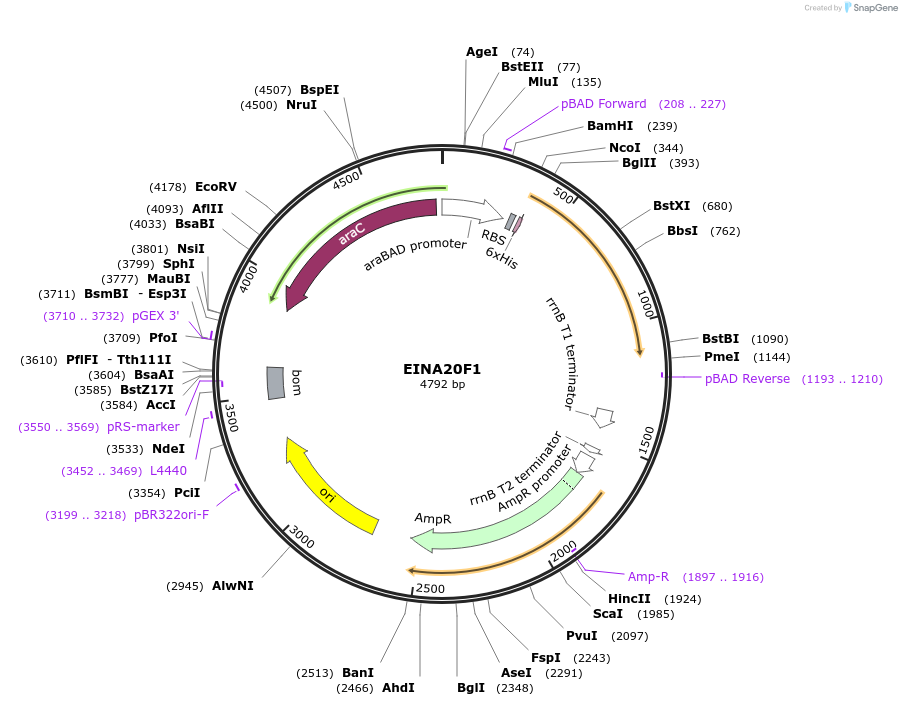 179626-plasmid-map-sequence-id-352855