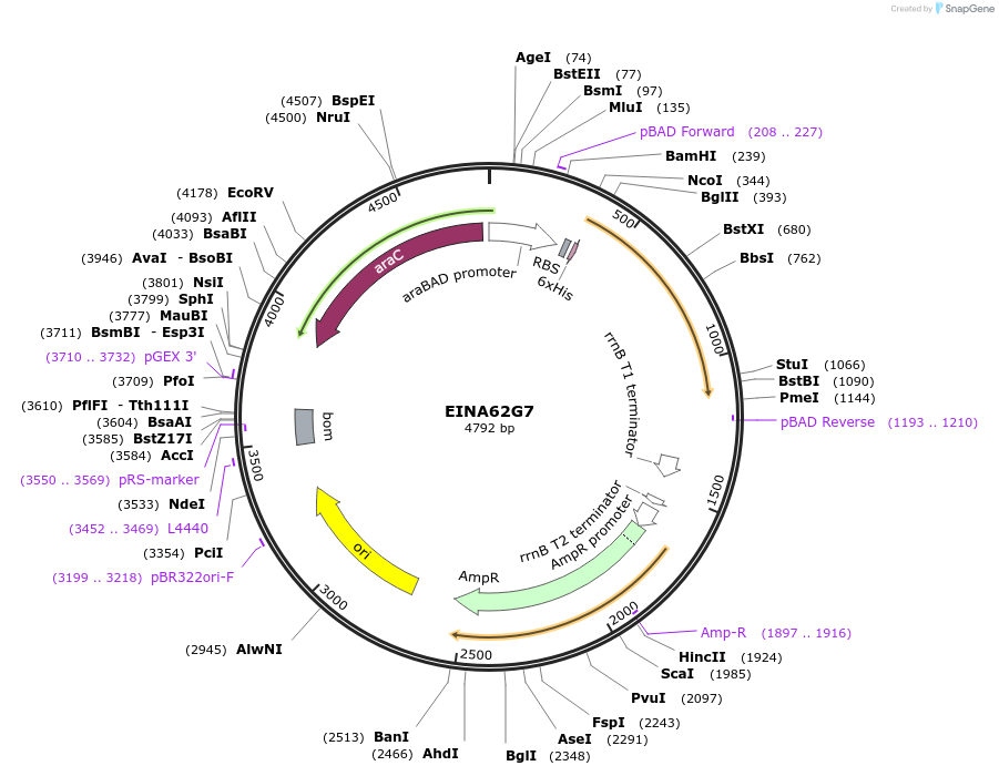 179627-plasmid-map-sequence-id-352856