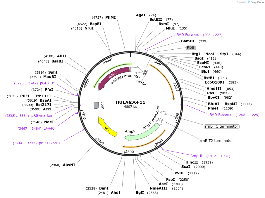 179625-plasmid-map-sequence-id-352857