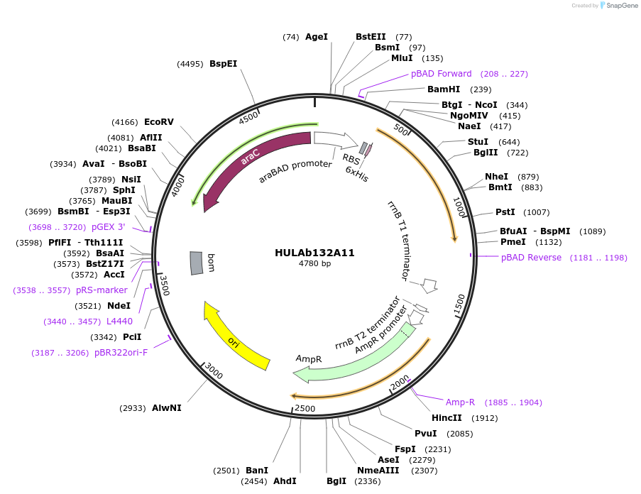 179622-plasmid-map-sequence-id-352858