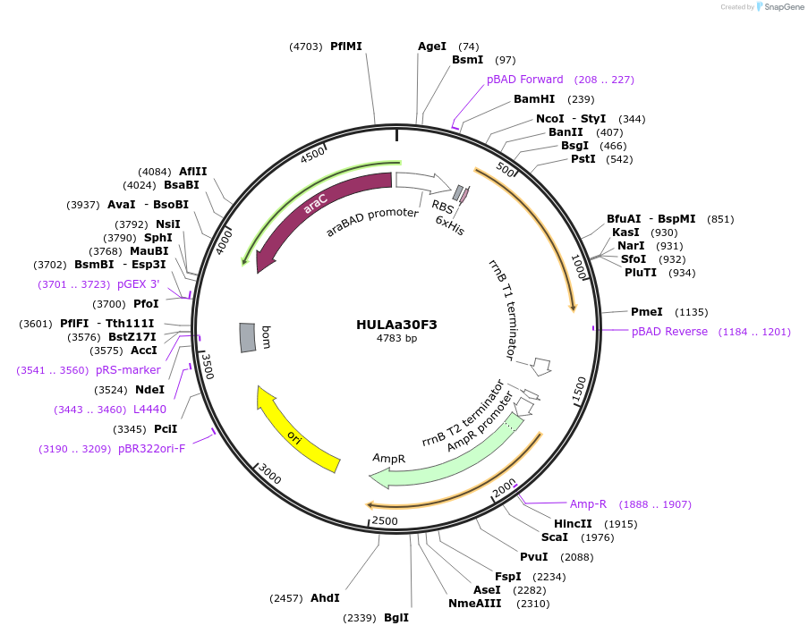 179620-plasmid-map-sequence-id-352860