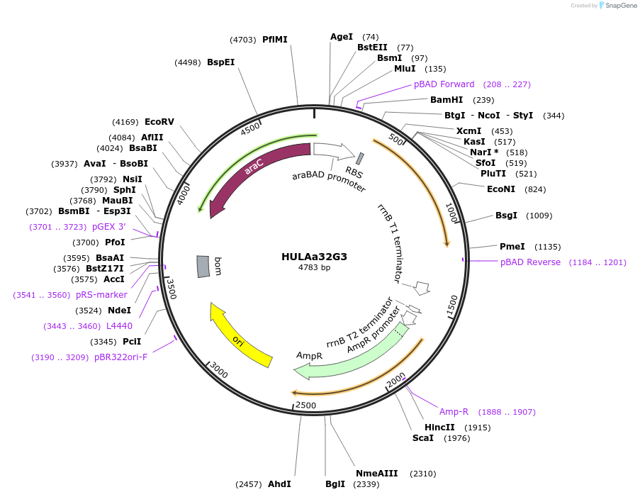 179621-plasmid-map-sequence-id-352861