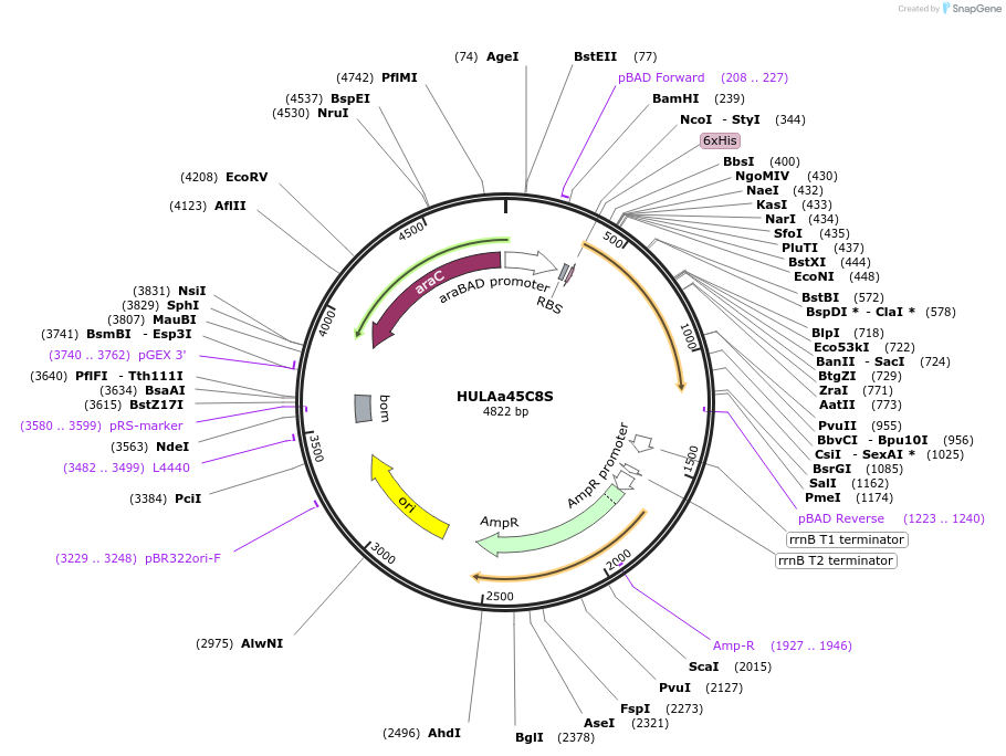 179623-plasmid-map-sequence-id-352862