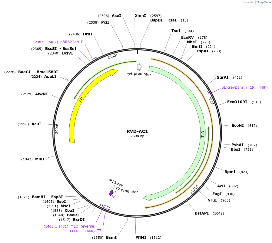 173248-plasmid-map-sequence-id-352866