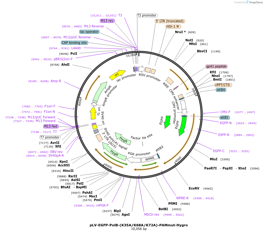 176089-plasmid-map-sequence-id-352910