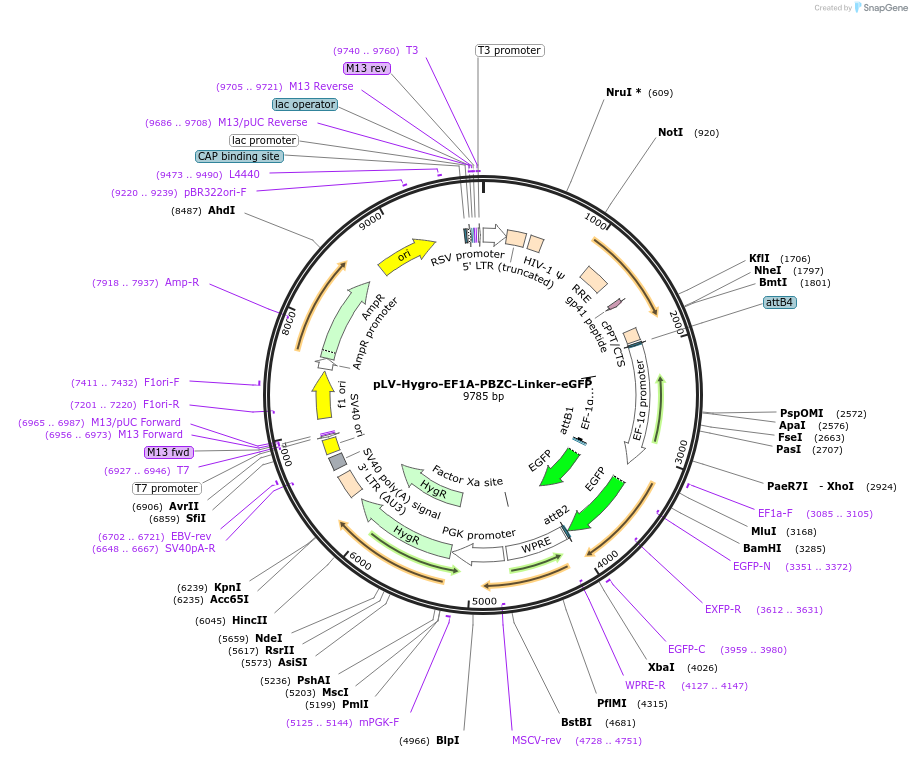 176070-plasmid-map-sequence-id-352921