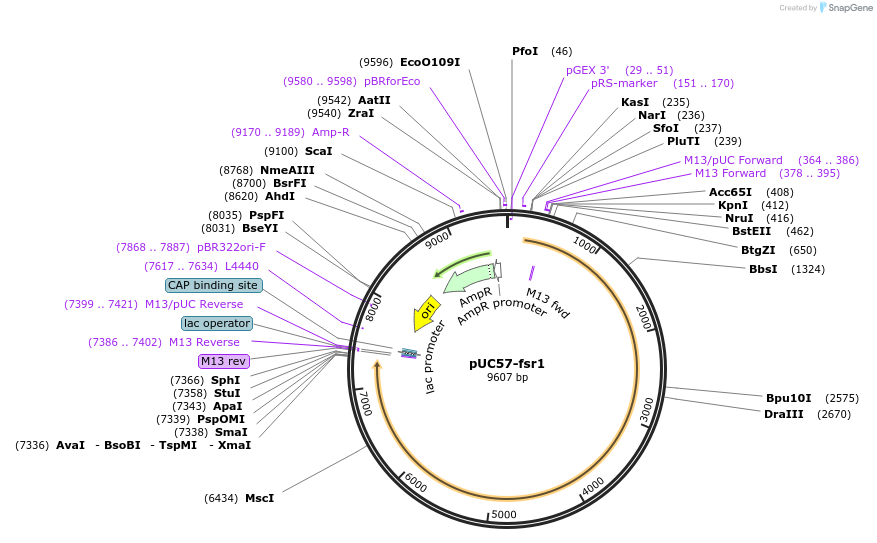 179866-plasmid-map-sequence-id-352980