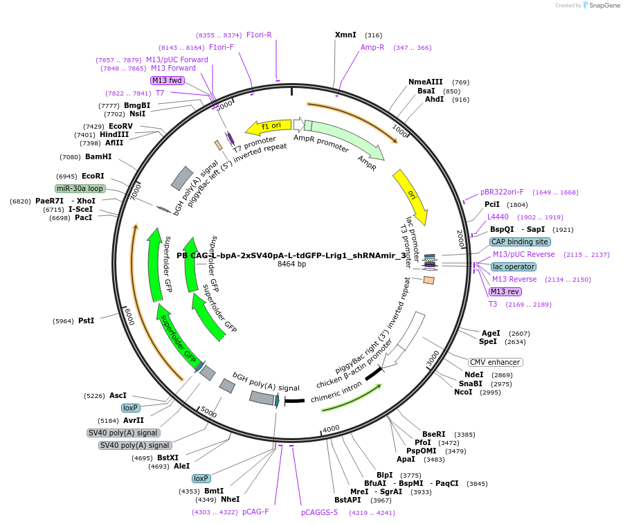 178049-plasmid-map-sequence-id-352988