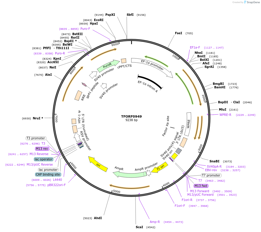 144362-plasmid-map-sequence-id-352991