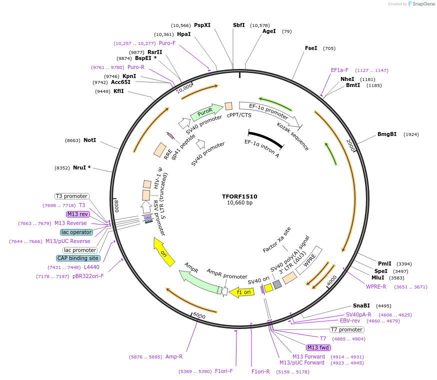 144365-plasmid-map-sequence-id-352993