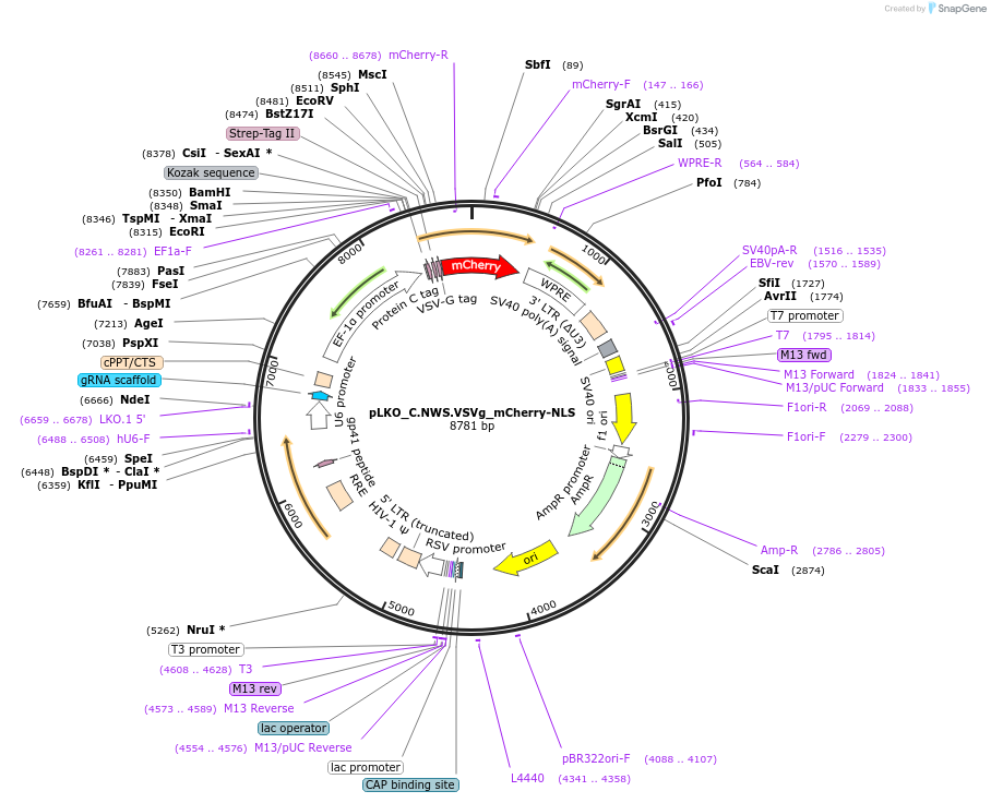 178250-plasmid-map-sequence-id-352995