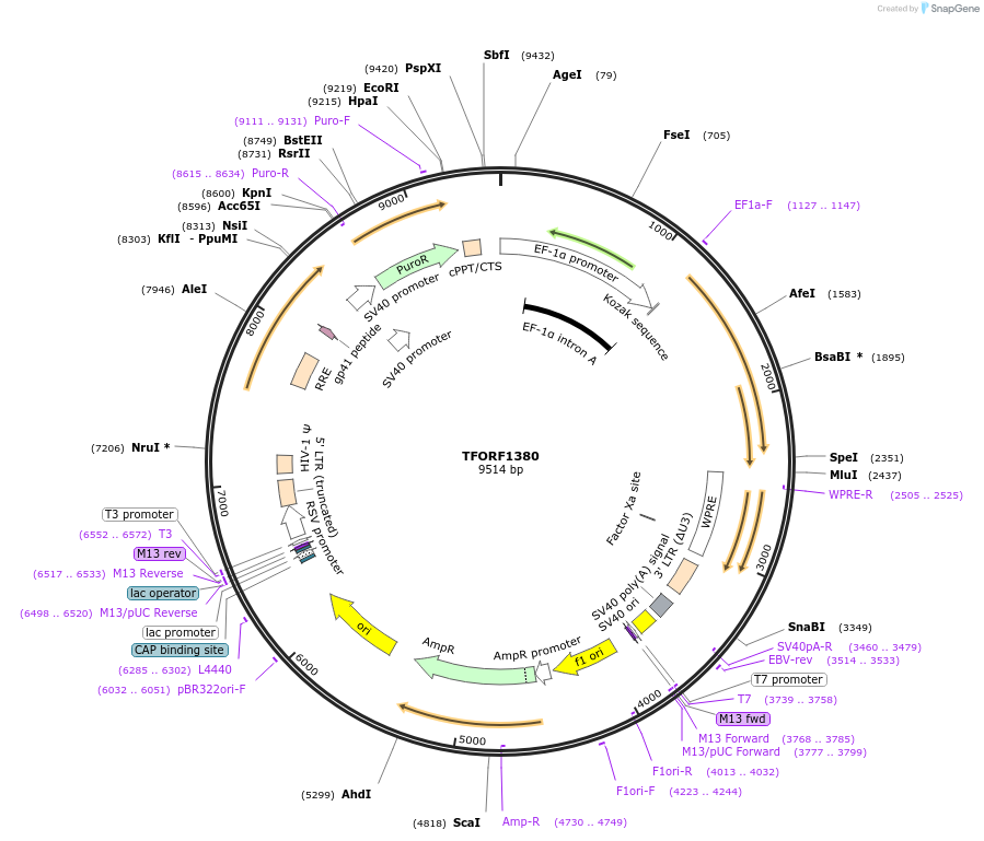 143795-plasmid-map-sequence-id-353007