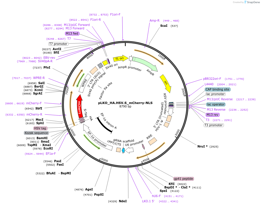 178260-plasmid-map-sequence-id-353014