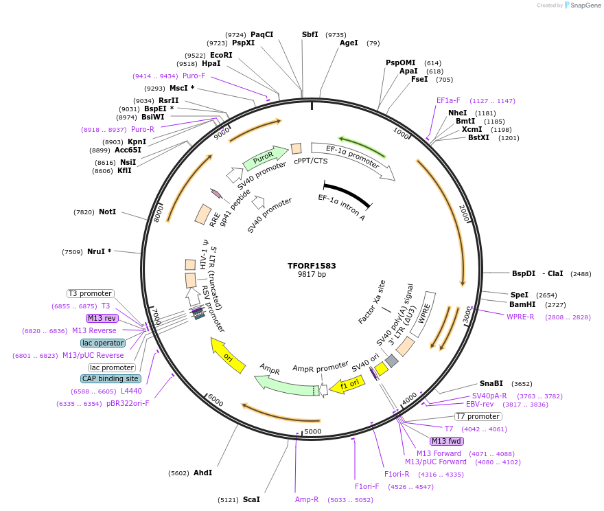 144367-plasmid-map-sequence-id-353015