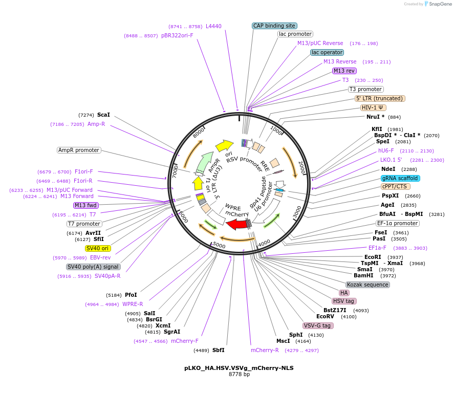 178261-plasmid-map-sequence-id-353016