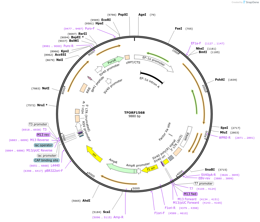 143962-plasmid-map-sequence-id-353018