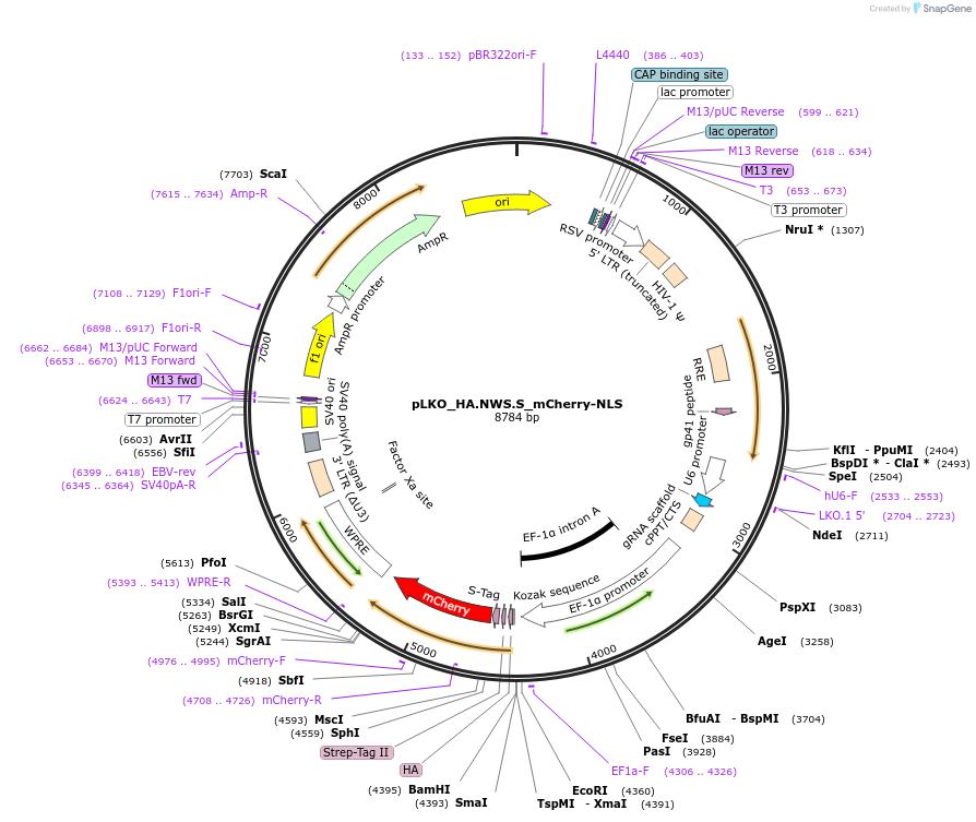 178264-plasmid-map-sequence-id-353021