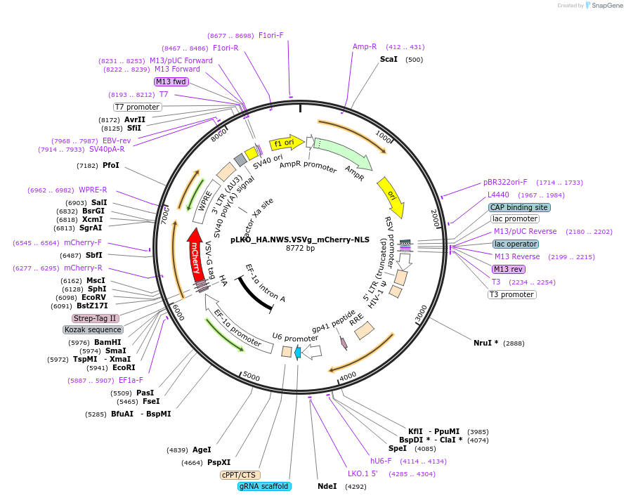 178265-plasmid-map-sequence-id-353022