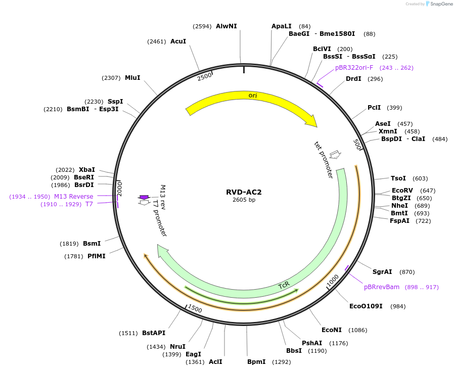 173249-plasmid-map-sequence-id-353025