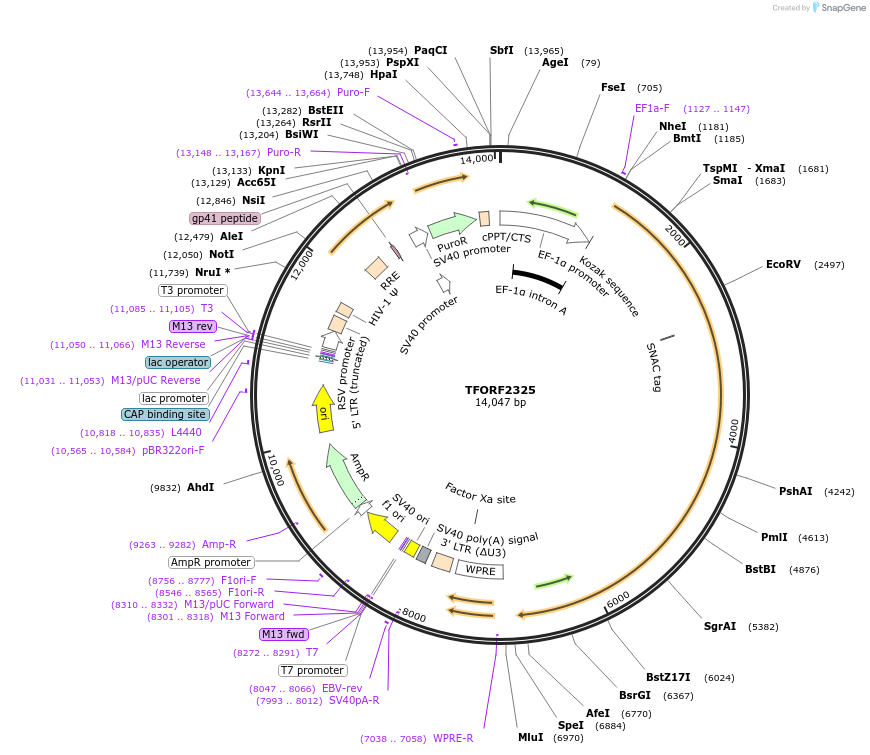 144011-plasmid-map-sequence-id-353030