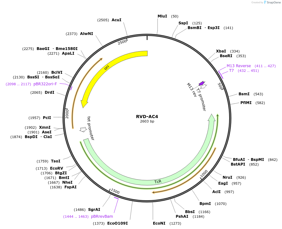 173251-plasmid-map-sequence-id-353034