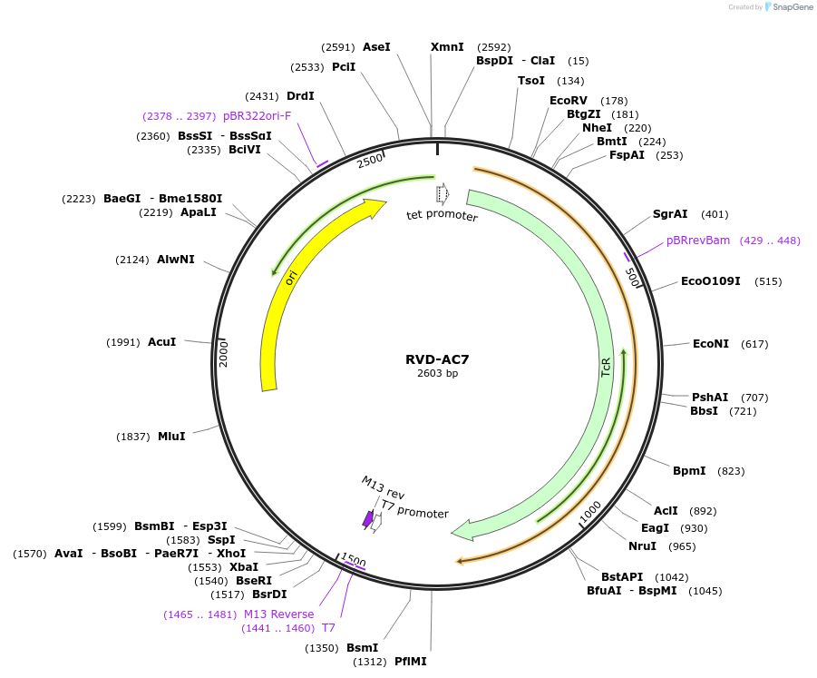 173254-plasmid-map-sequence-id-353039
