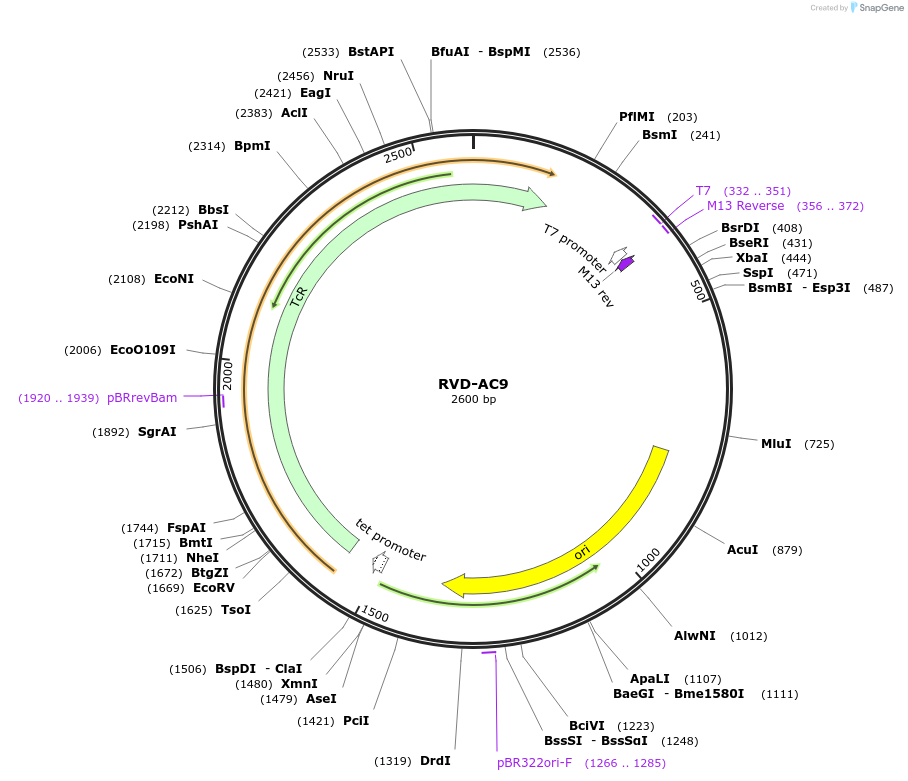 173256-plasmid-map-sequence-id-353045
