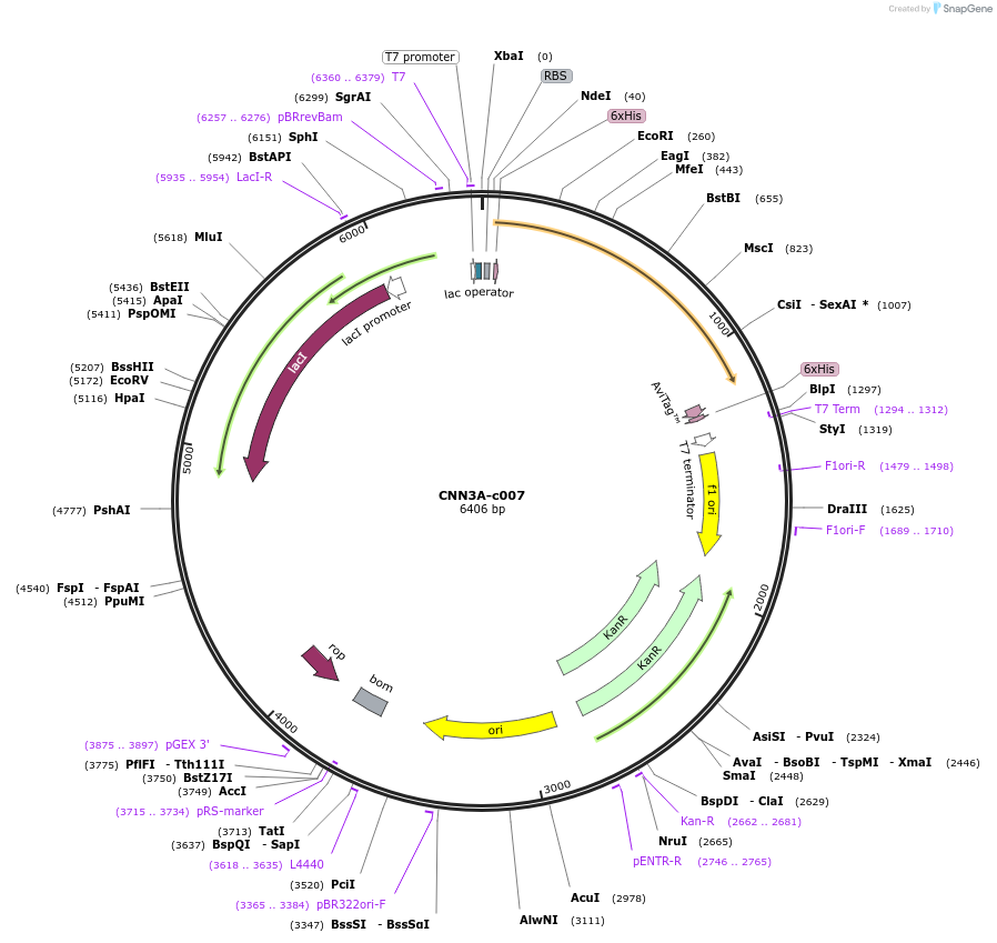 175457-plasmid-map-sequence-id-353125