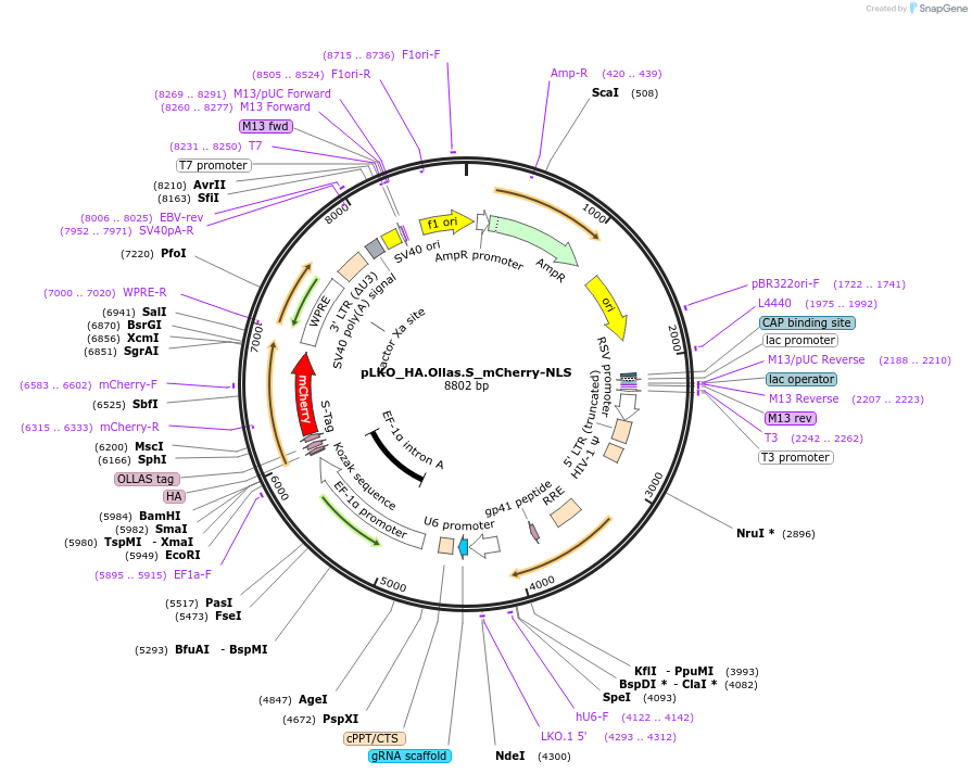 178266-plasmid-map-sequence-id-353126