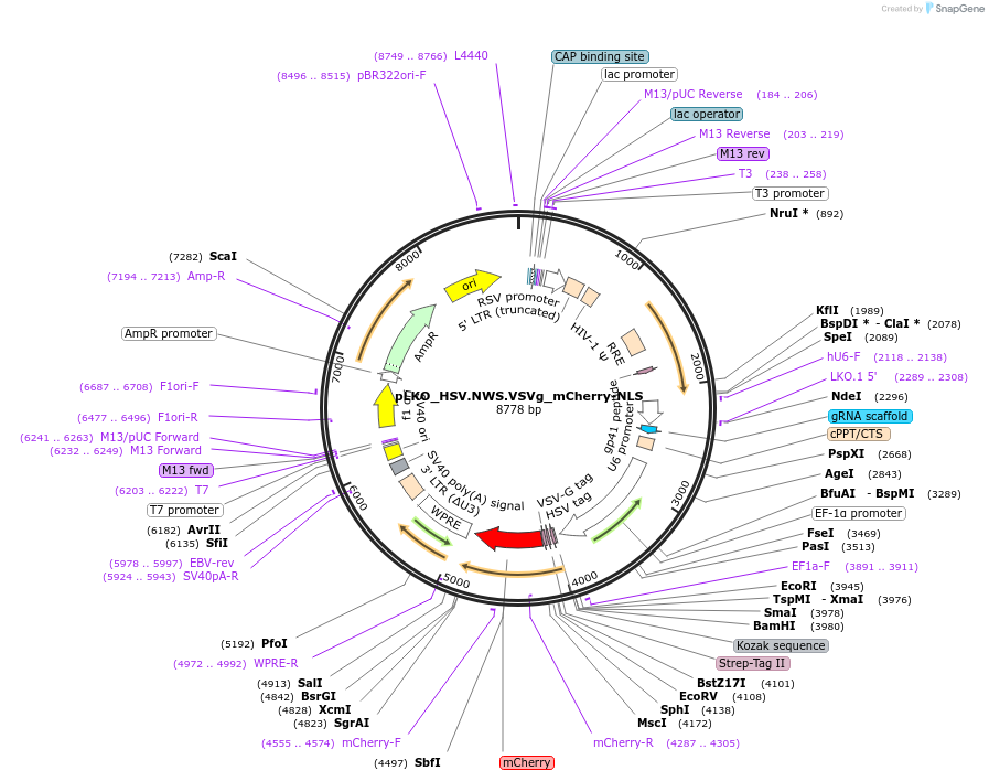 178274-plasmid-map-sequence-id-353134