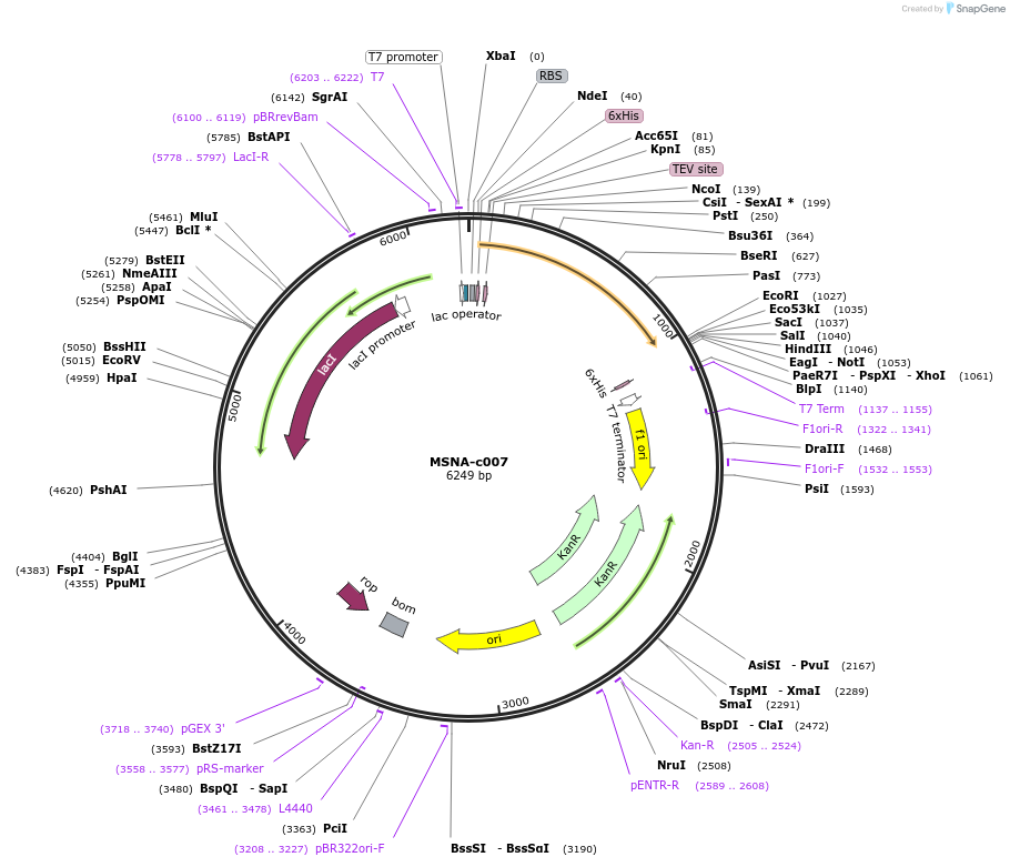 175467-plasmid-map-sequence-id-353136