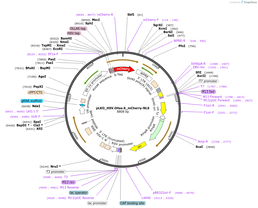178276-plasmid-map-sequence-id-353137